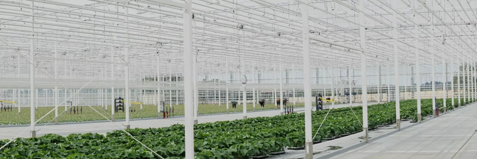 Projecten briand plantes header